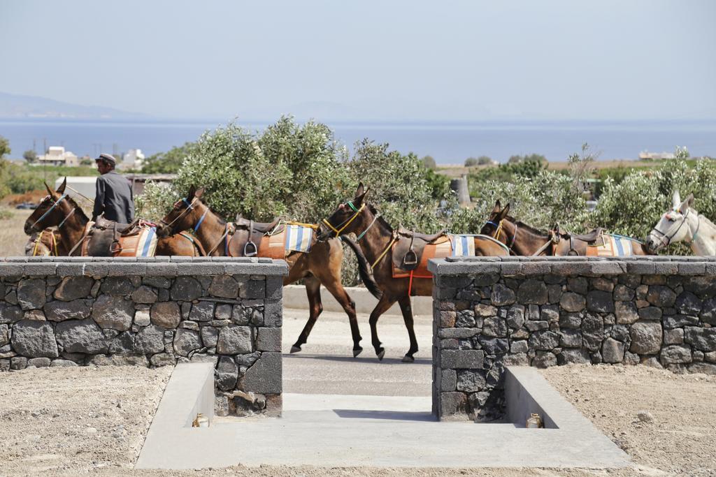 Vino Houses Santorini Φοινικιά Εξωτερικό φωτογραφία